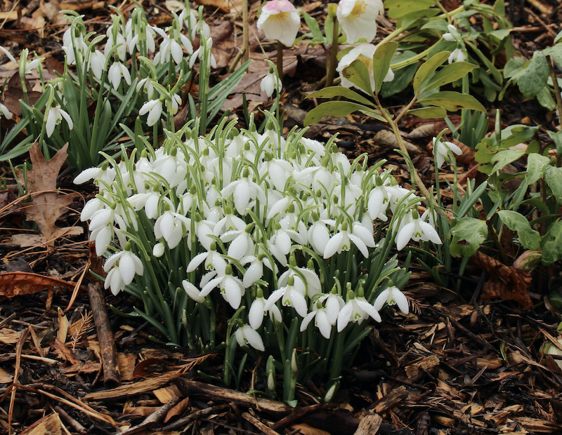 galanthus white dream