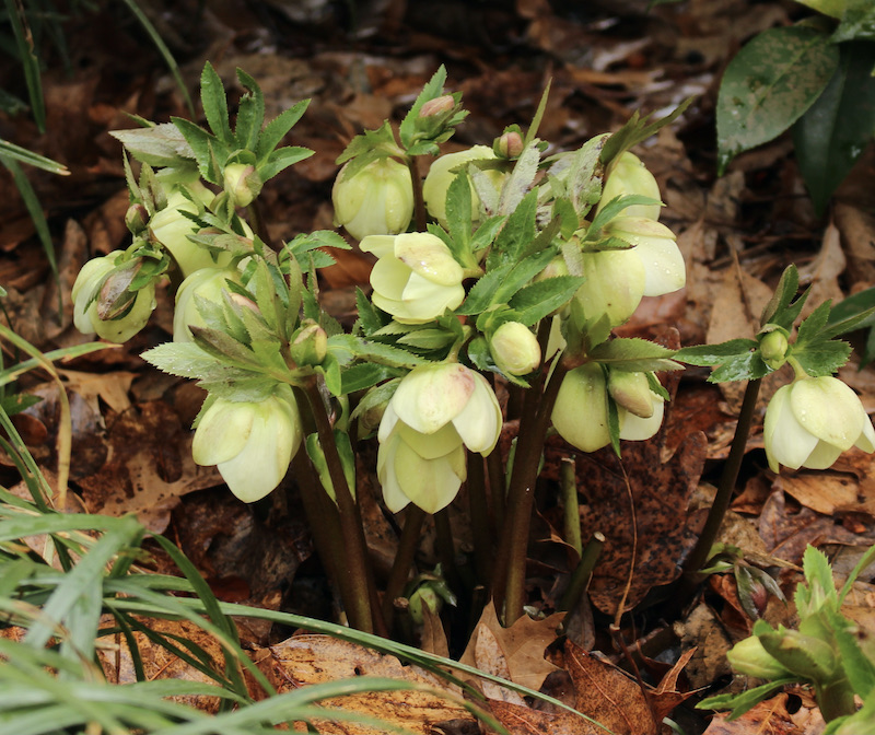 hedgleigh spring hellebore