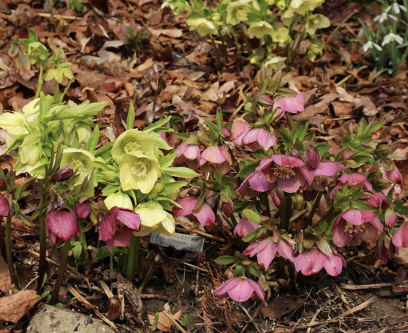 hedgleigh spring hellebore