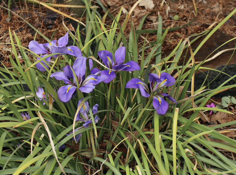 iris unguicularis