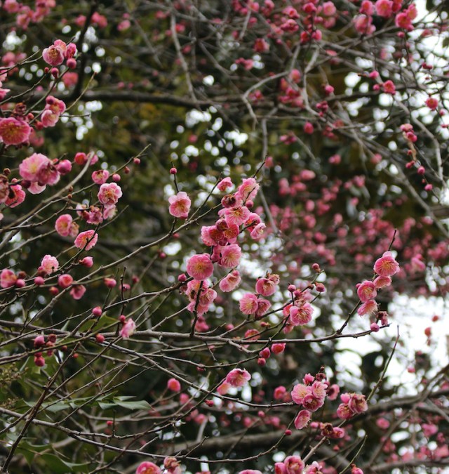 prunus mume