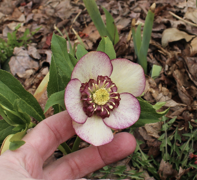 anemone hellebore