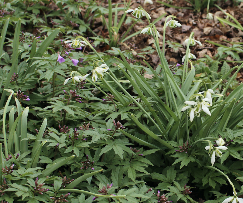 galanthus cordelia