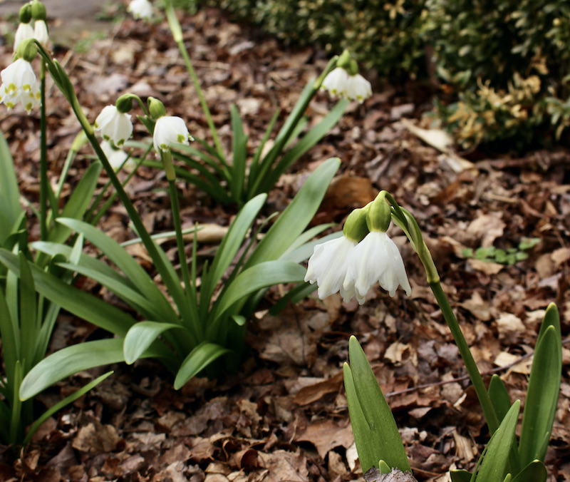 leucojum vernum