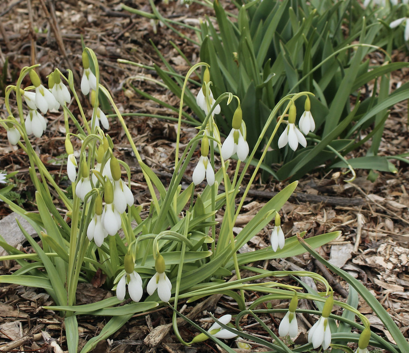 galanthus erway