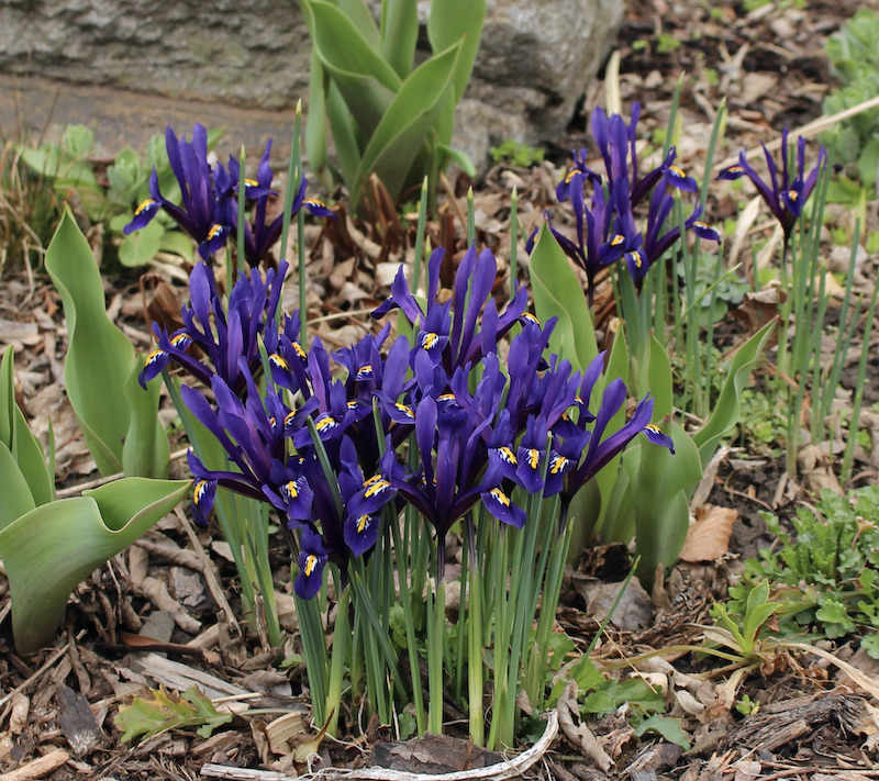 minor spring bulbs