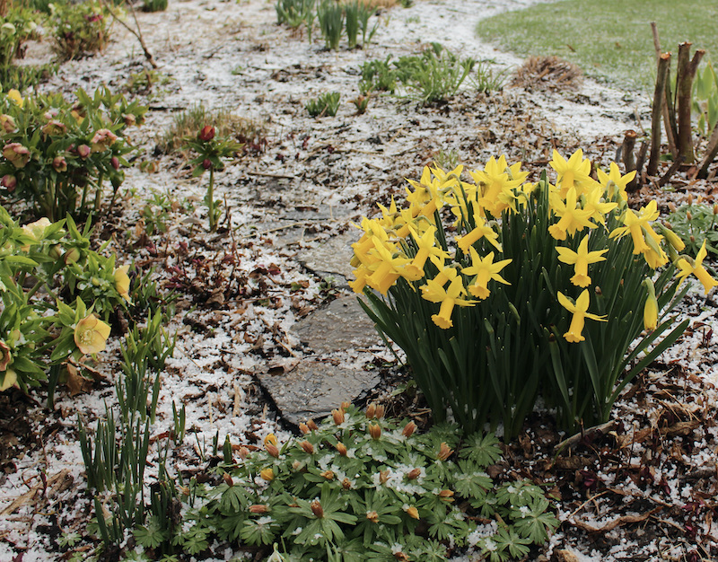 spring bulbs in snow
