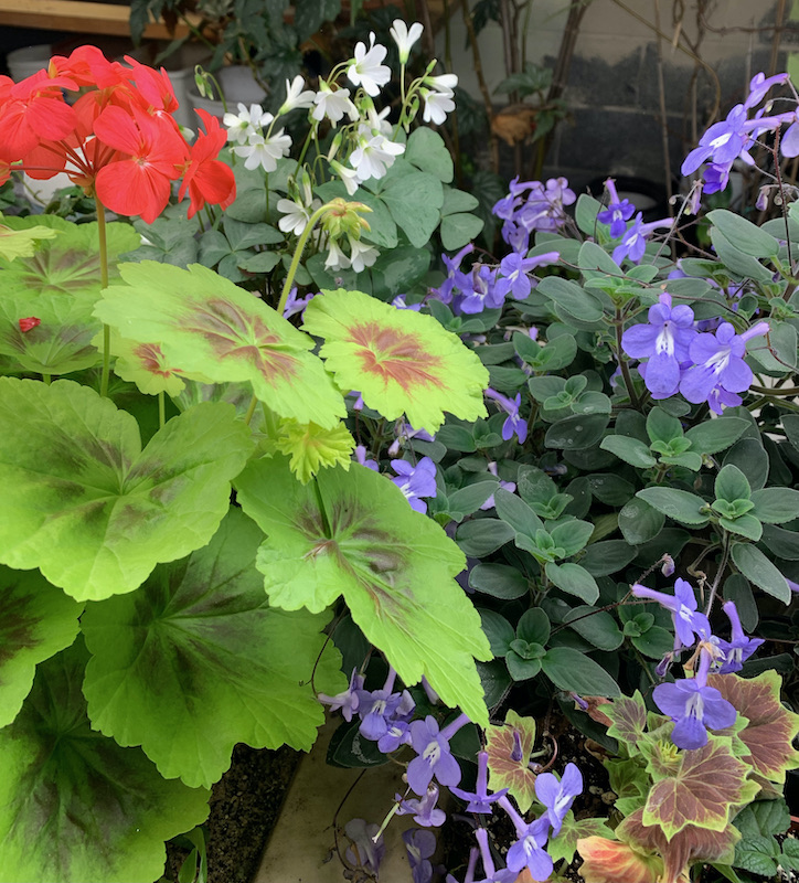 growing under lights