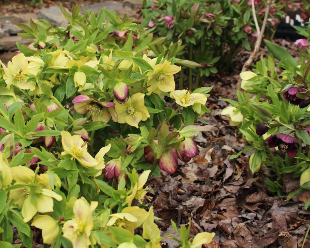 hellebore flowers