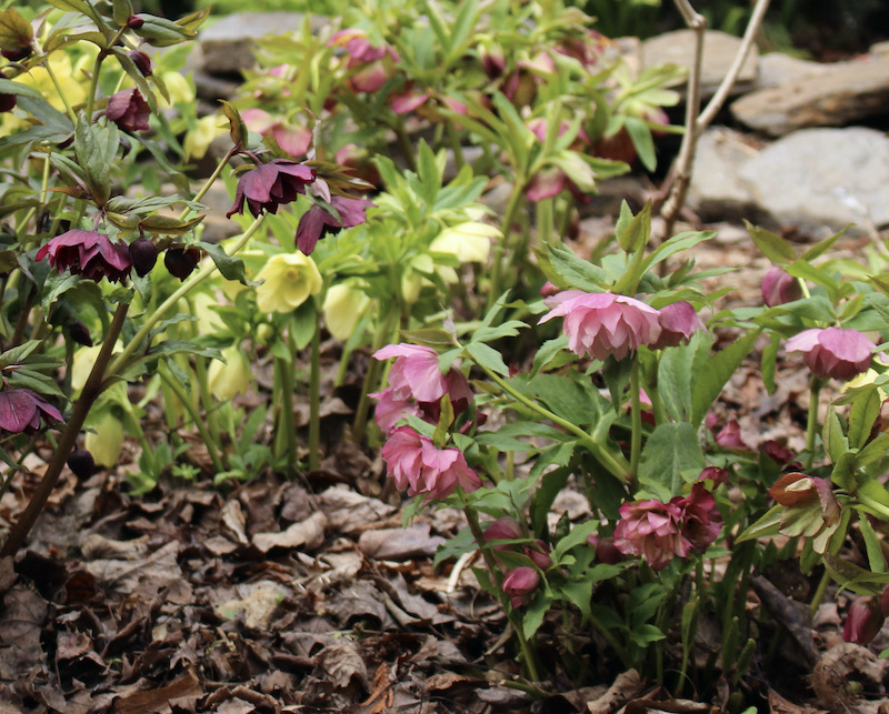 hellebore flowers