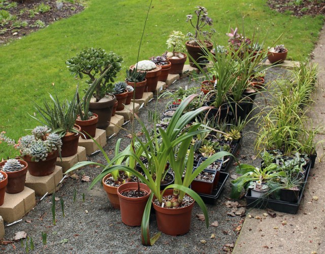 hardening off plants