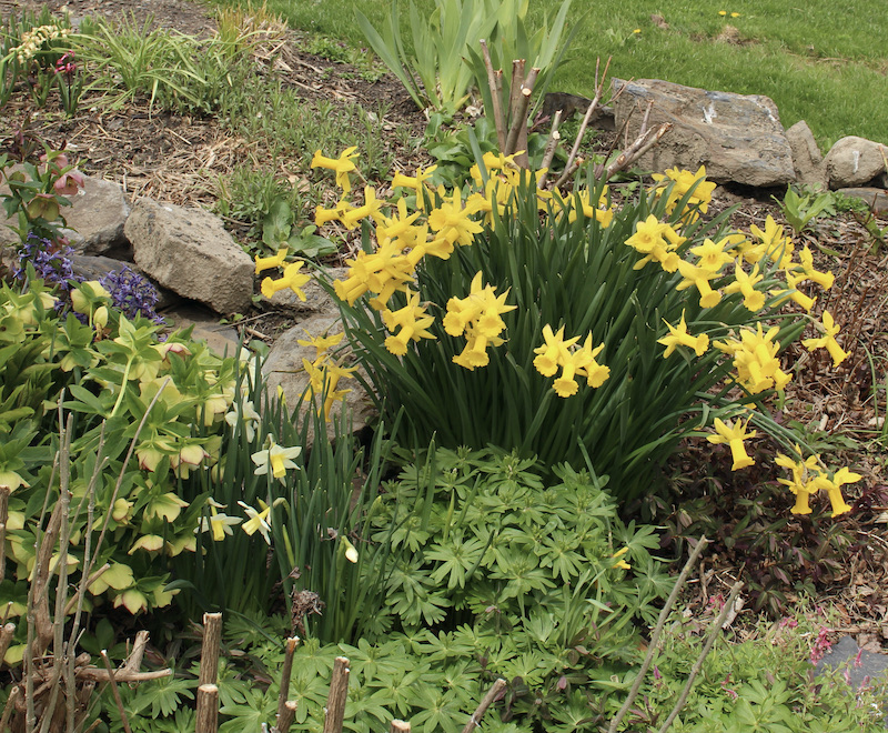 daffodil tweety bird