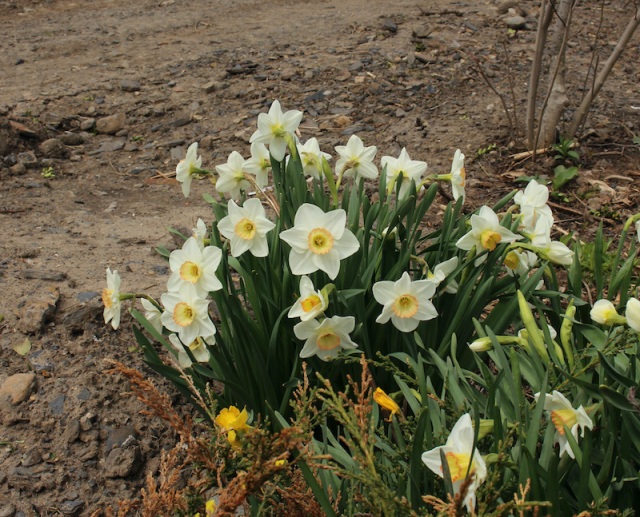 daffodil high society