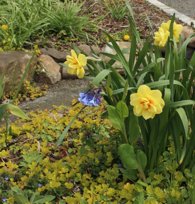 double daffodil mertensis bluebell