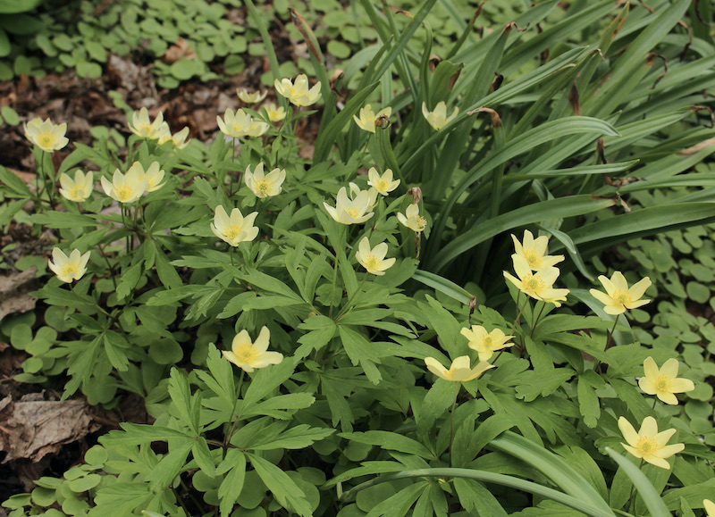 anemone x lipsiensis