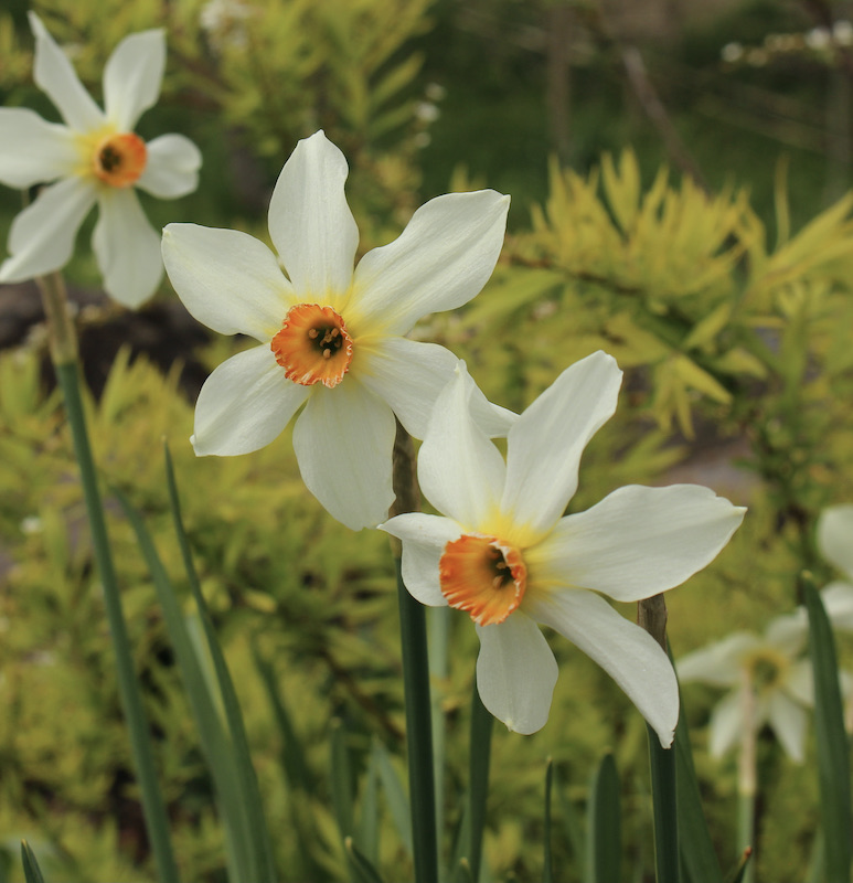 narcissus firebird