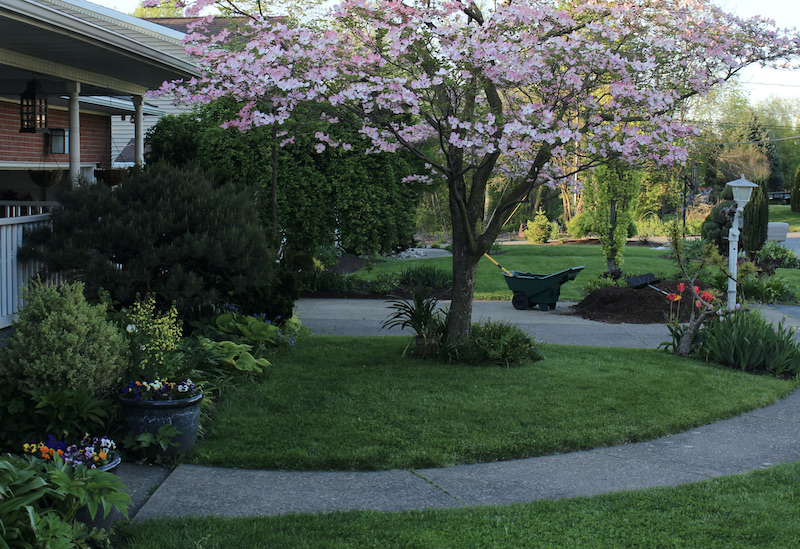 pink florida dogwood