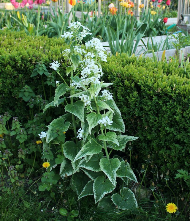 variegated lunaria money plant