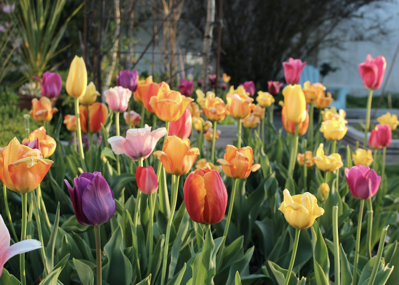 perennial tulips
