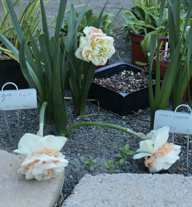 daffodil little dorr