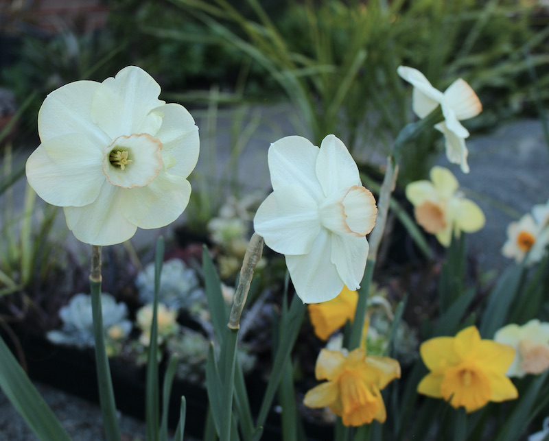 daffodil cherrygardens