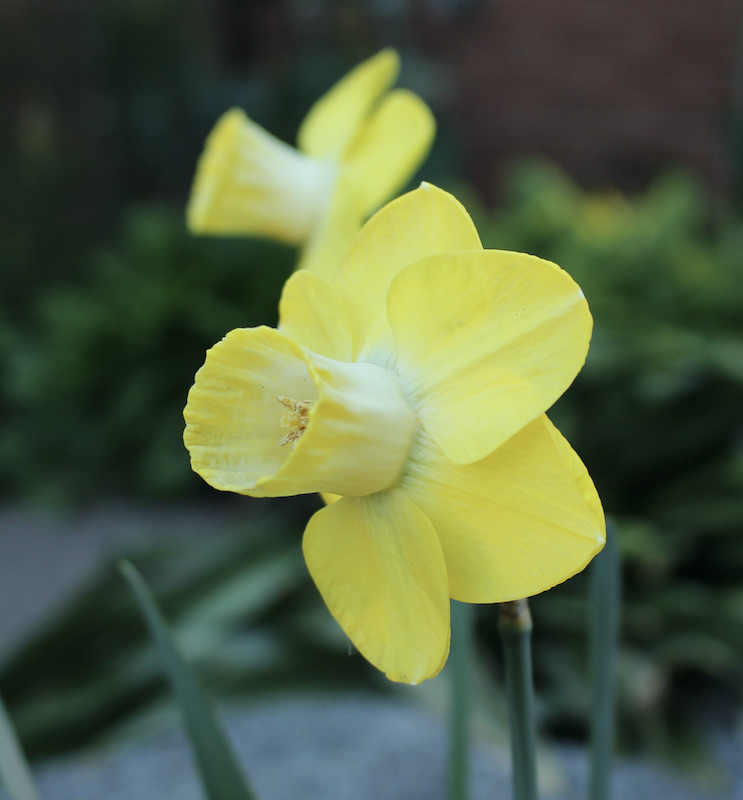 daffodil american classic