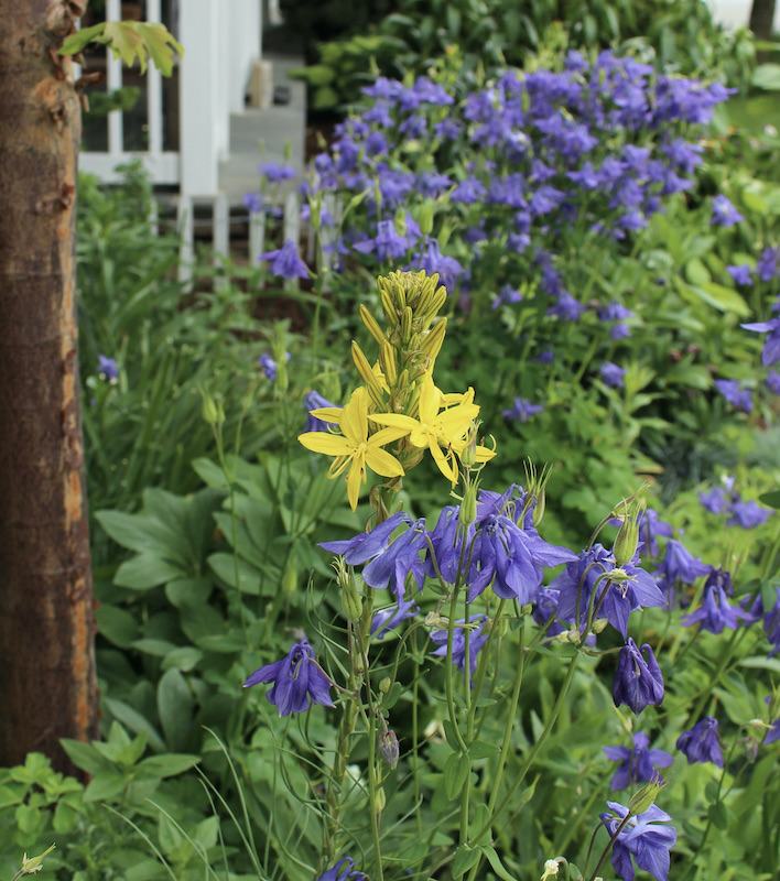asphodeline lutea kings spear
