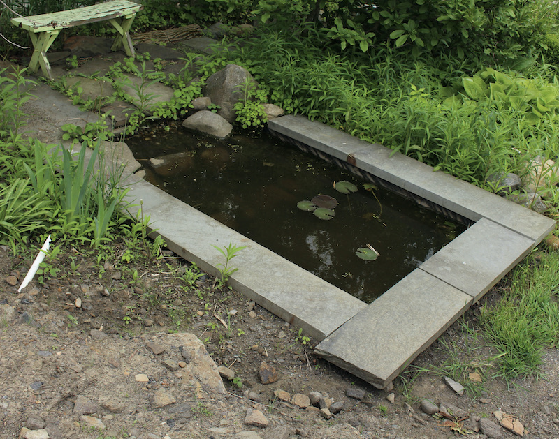 garden pond tadpoles