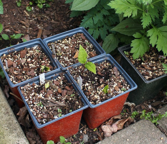 magnolia society seedlings