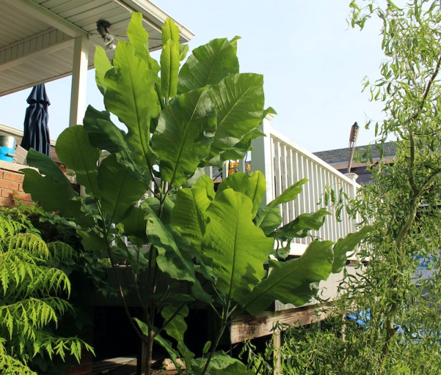 magnolia macrophylla