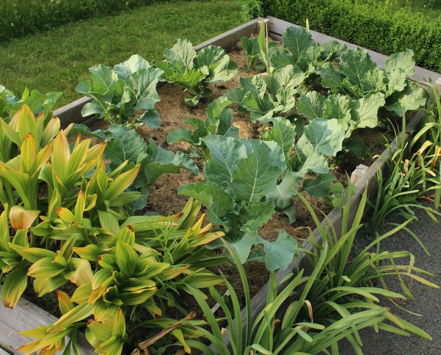 cabbage and cauliflower