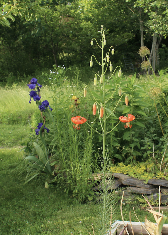 lilium pumilum coral lily