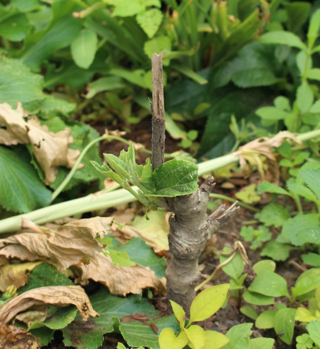 witch hazel graft
