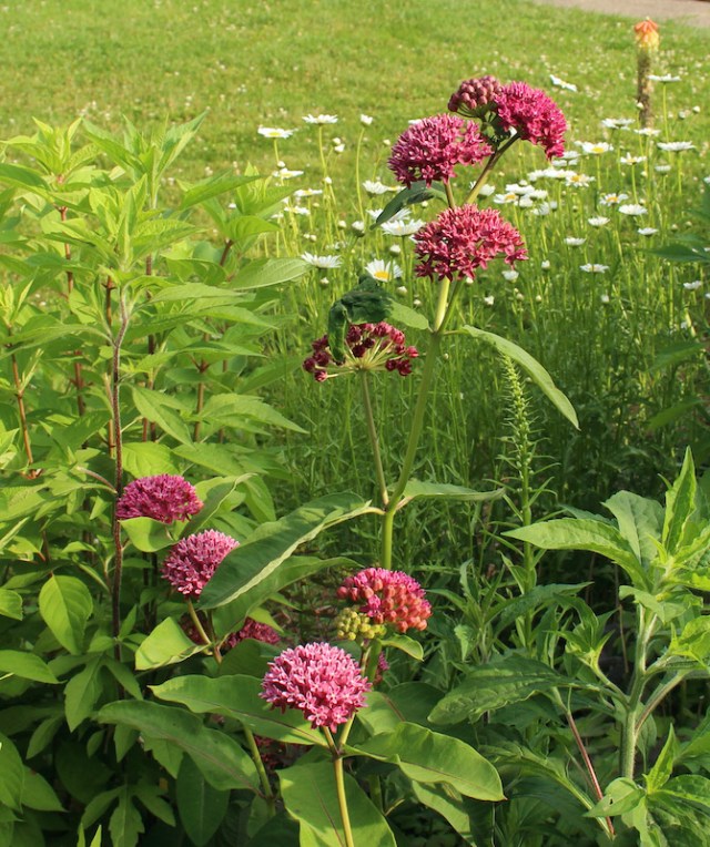 asclepias purpurascens milkweed