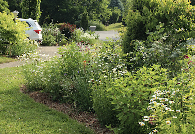summer garden flowers