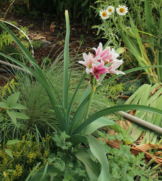 crinum bulbispermum