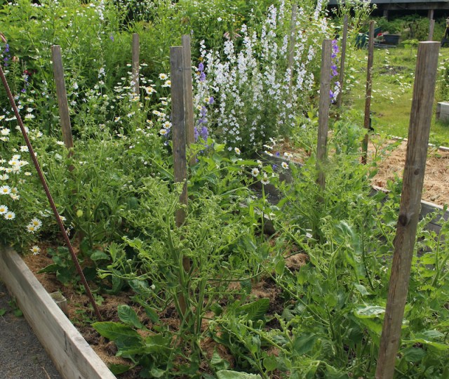 tomatoes herbicide damage