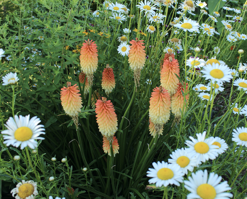 kniphofia red hot poker