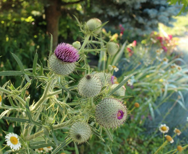 woolly thistle cirsium eriophorum