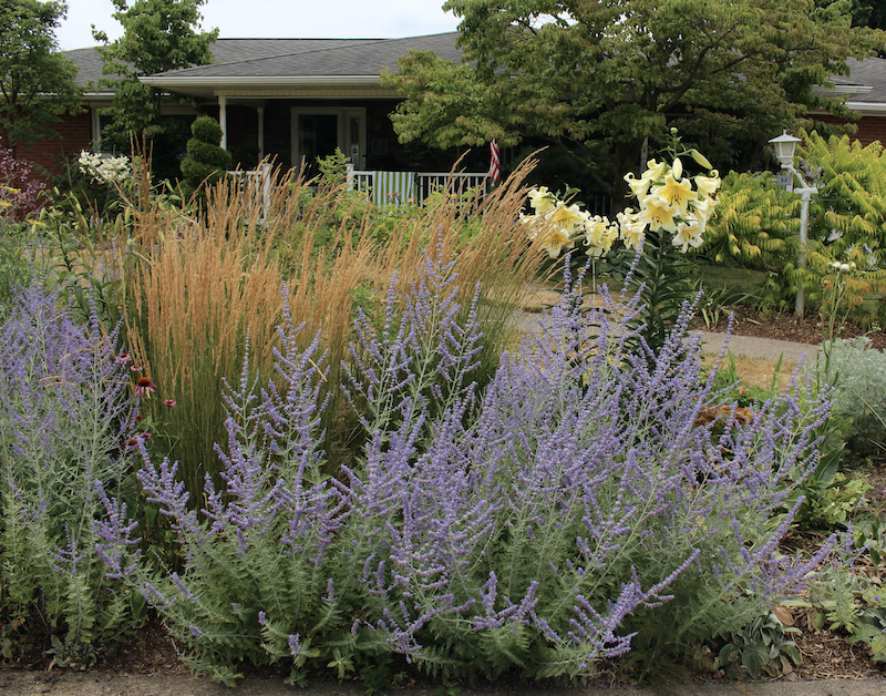 low water perennials
