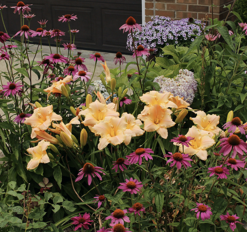 growing daylilies