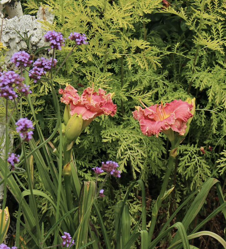 lambertsons daylilies