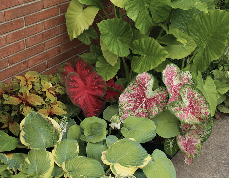 growing caladiums