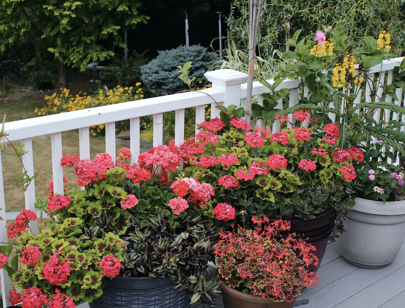 deck container plants