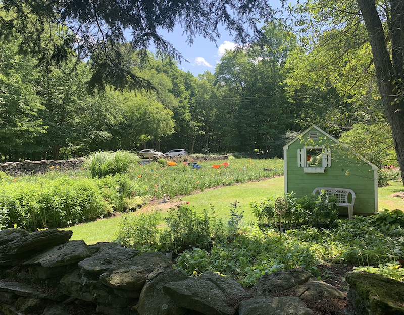 lambertsons daylilies