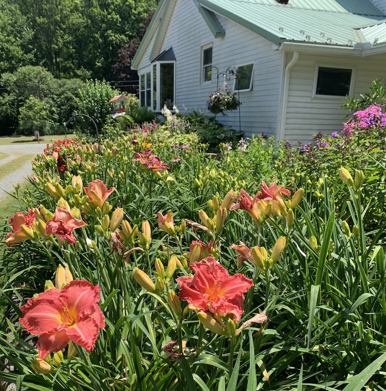 lambertsons daylilies