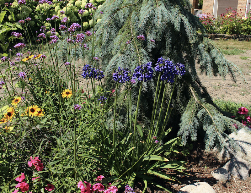 blue yonder agapanthus