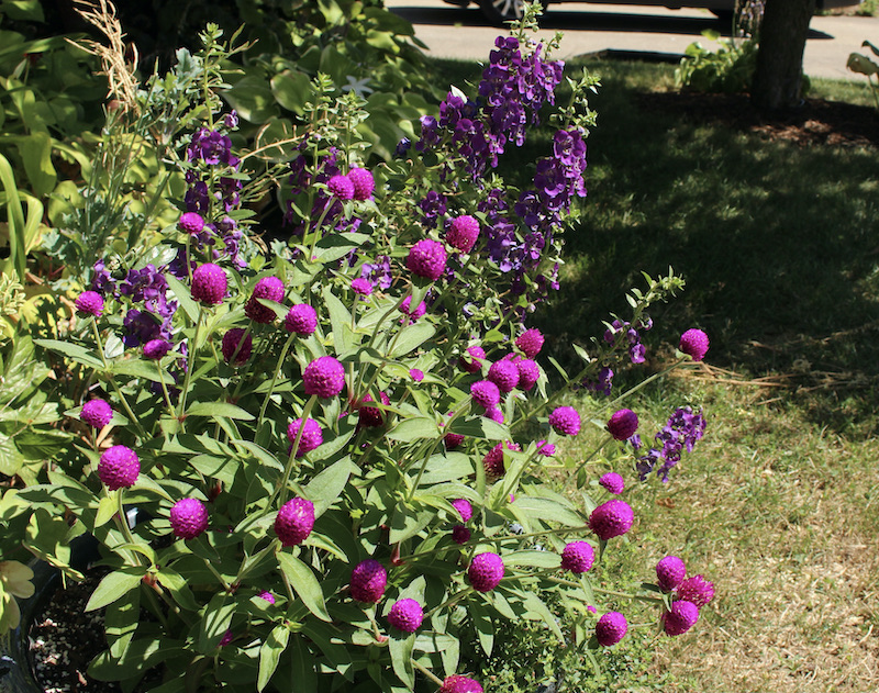 purple gomphrena