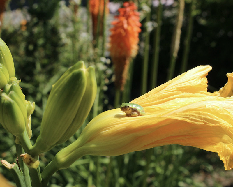 young gray tree frogs