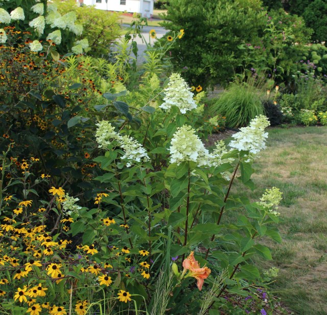 hydrangea paniculata seedling